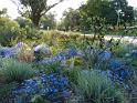 (10) Native flowers in the Botanical Gardens 